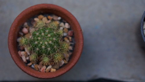 High angle view of succulent plant in pot