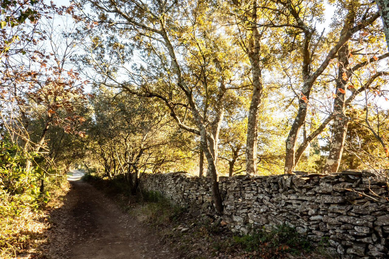 ROAD AMIDST TREES IN AUTUMN