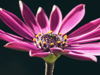 Close-up of pink flower blooming against black background