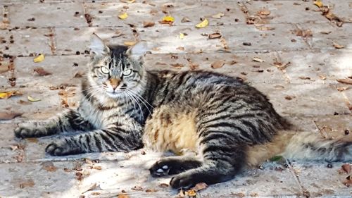 Portrait of cat relaxing outdoors