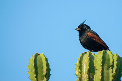 Low angle view of bird perching on plant against clear sky