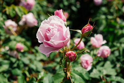 Close-up of pink rose