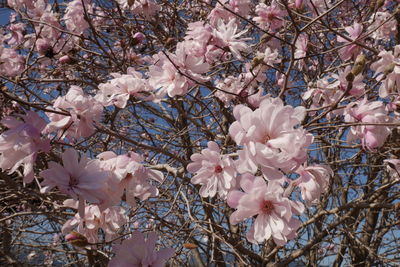 Low angle view of cherry blossoms in spring