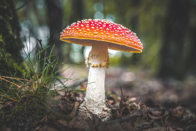 Growth of fly agaric mushroom in forest