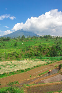 Scenic view of agricultural field against sky