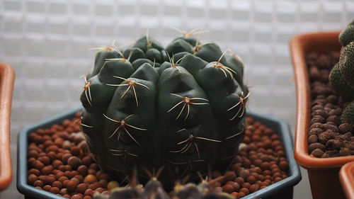 Close-up of succulent plant