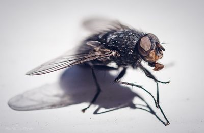 Close-up of housefly on white background