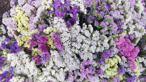 Close-up of purple flowers