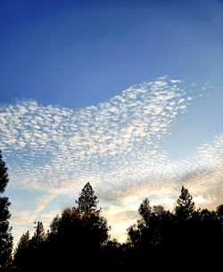 Low angle view of silhouette trees against sky