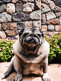 Portrait of dog sitting against wall