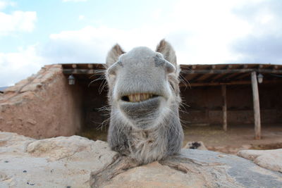 Close-up of donkey against sky