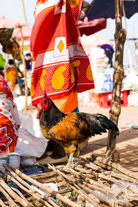 Close-up of rooster in market