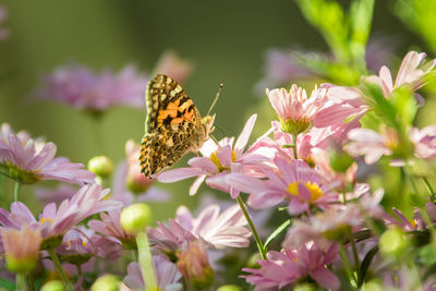 Butterfly pollinating on pink flowering plants