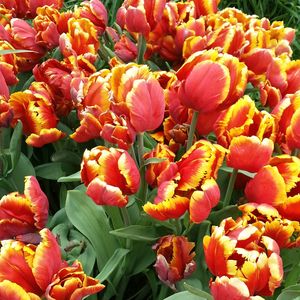 Full frame shot of red flowers