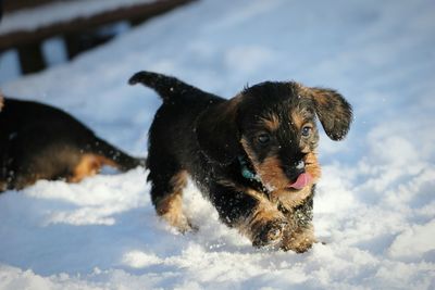 Puppy running on snow