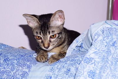 Close-up of cat lying on bed at home