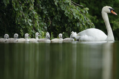 Swan family swimming in lake