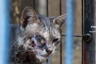 Close-up of cat looking away