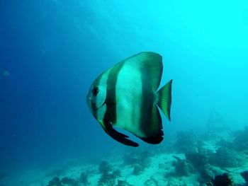 Fish swimming in sea