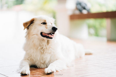 A fluffy and fat white dog just like me. cheerful and smiling when going for a walk