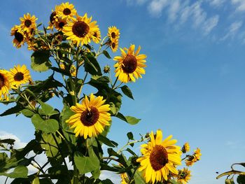 Low angle view of sunflowers against sky