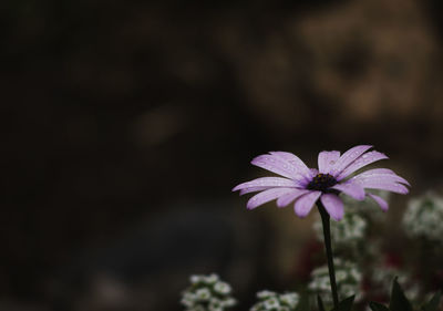 Close-up of purple flowering plant