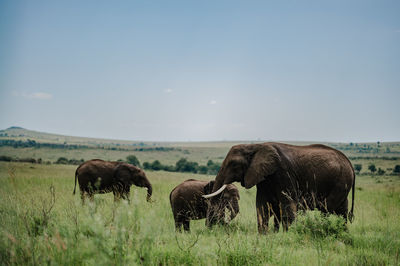 Elephants drinking water