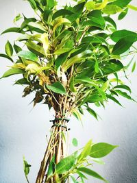 Low angle view of potted plant on tree