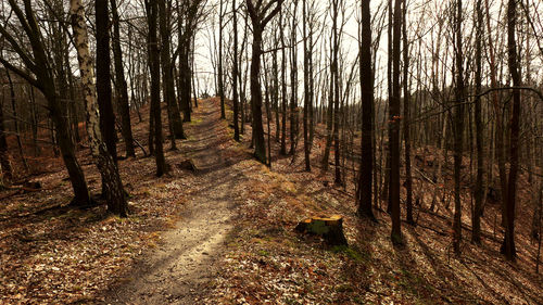 Trees growing in forest during autumn