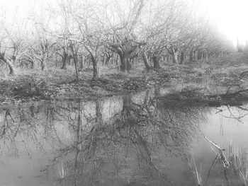 Reflection of trees in lake