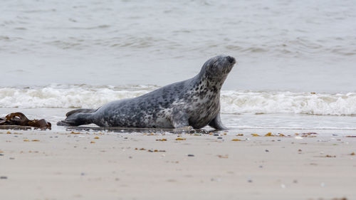 View of animal on beach