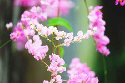 Close-up of pink flowering plant