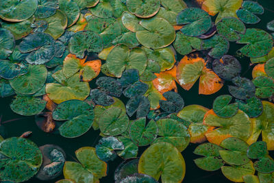 High angle view of colorful waterlilie leaves floating on water