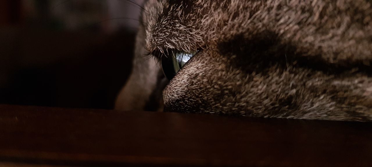 mammal, one animal, domestic, animal themes, animal, pets, domestic animals, vertebrate, indoors, animal body part, no people, dog, domestic cat, canine, cat, feline, close-up, relaxation, brown, selective focus, animal head, animal eye, whisker