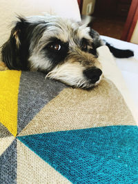 Close-up of dog resting on sofa at home