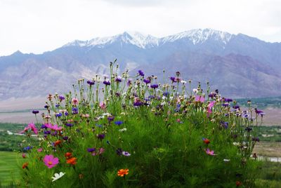 Flowers growing in field