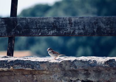 Close-up of bird perching on wood