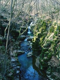 Stream flowing through forest