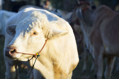 Close-up of cow