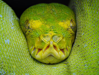 Close-up of green snake