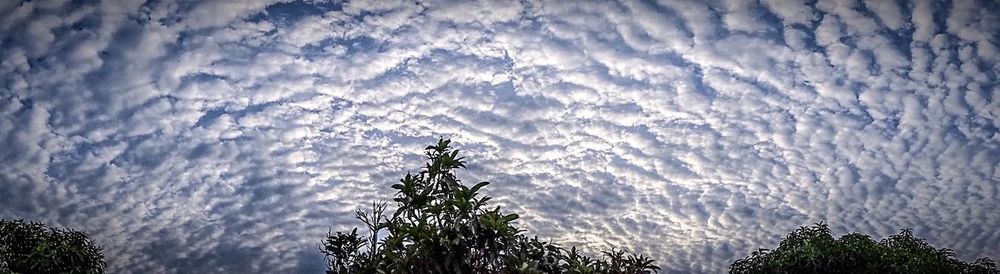 Low angle view of trees against sky
