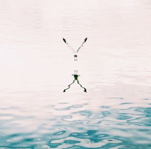 Bird flying over lake