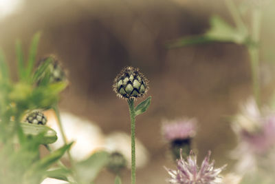 Close-up of insect on flower