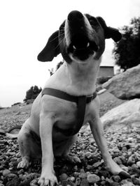 Close-up of dog looking at camera