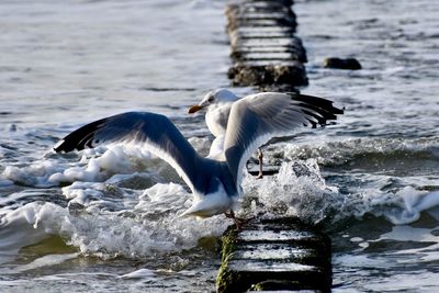 Seagulls flying over sea