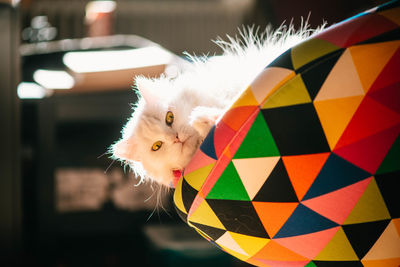 Close-up portrait of cat by multi colored wall