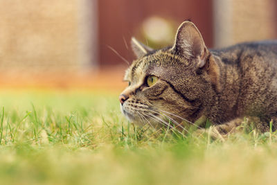 Tabby cat outdoors