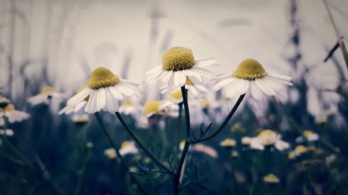 Close-up of white flowering plants on field