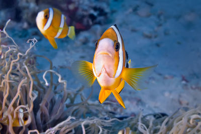 Close-up of fish swimming in sea