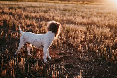 Dog standing on field